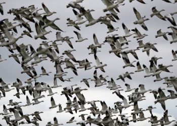 Bird flu: Scientists watching migratory birds, seals amid outbreak