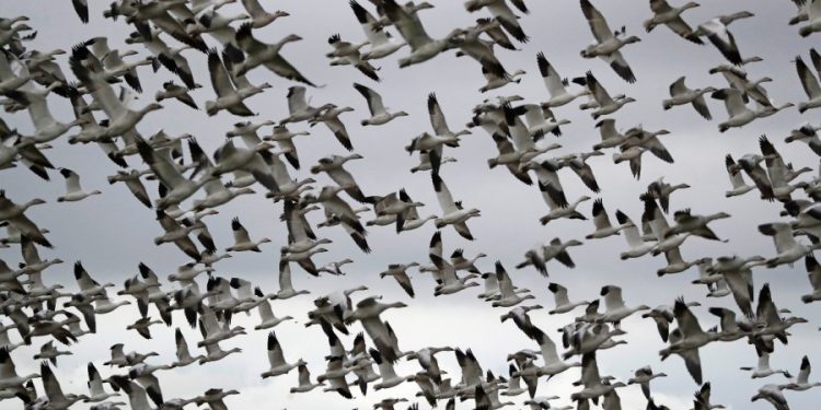 Bird flu: Scientists watching migratory birds, seals amid outbreak