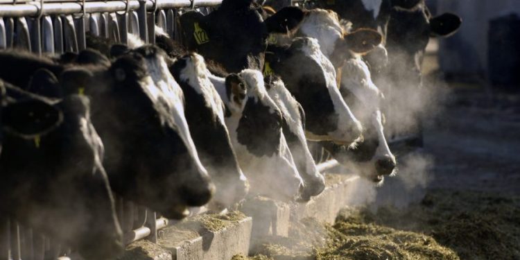 CDC recommends PPE for livestock workers as bird flu risk remains low