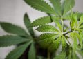 Amendment killing nationally legal cannabis makes it into House farm bill
