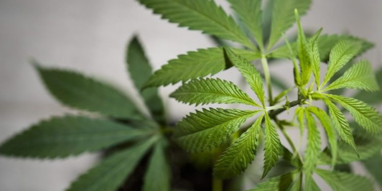 Amendment killing nationally legal cannabis makes it into House farm bill