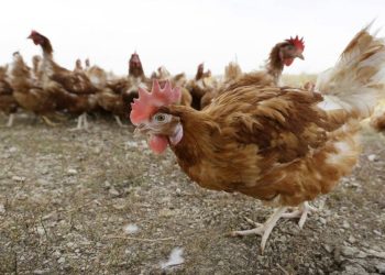 Second case of bird flu in humans confirmed in a Michigan farmer