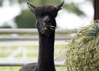 H5N1 bird flu found in alpacas for first time
