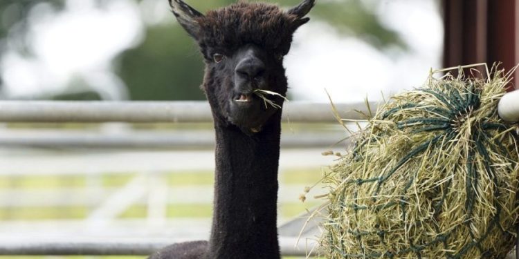 H5N1 bird flu found in alpacas for first time
