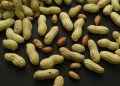 Feeding peanuts to young children can reduce allergy risk: Study