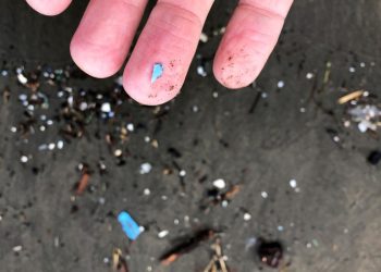 Microplastics ‘pervasive’ in human testicles: New study