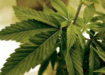 Daily marijuana use now more common than daily drinking: Analysis