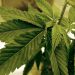 Daily marijuana use now more common than daily drinking: Analysis