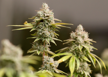 Study finds higher risk of psychotic disorders among teens who use marijuana