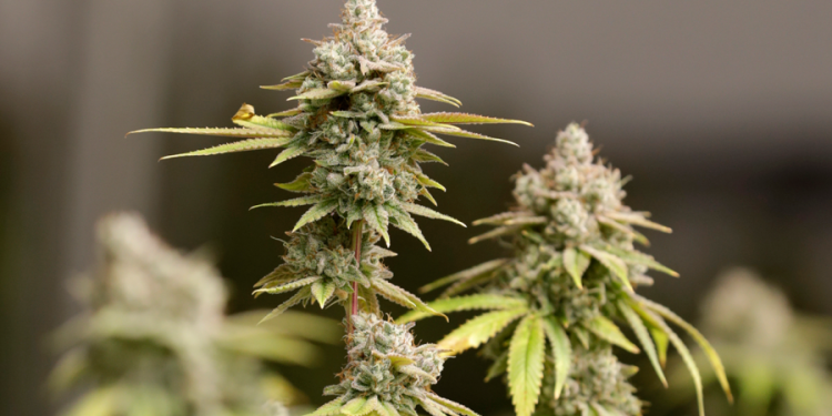 Study finds higher risk of psychotic disorders among teens who use marijuana