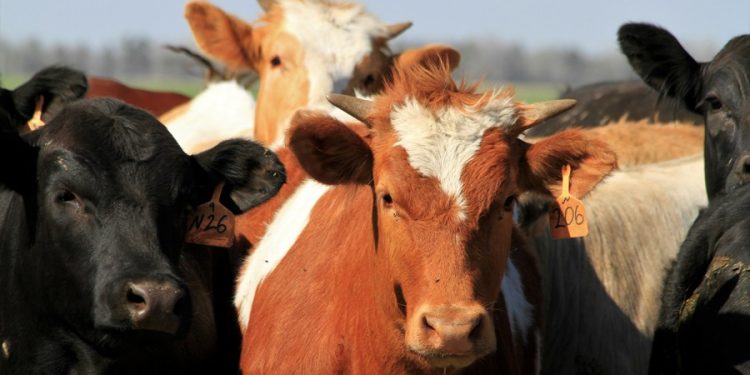 How fast is bird flu spreading in US cows? ‘We have no idea’