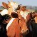 How fast is bird flu spreading in US cows? ‘We have no idea’