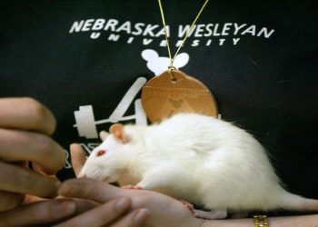 Mice experienced high levels of bird flu after being given raw milk: study