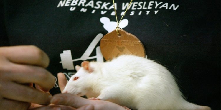 Mice experienced high levels of bird flu after being given raw milk: study