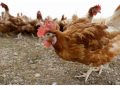 4M Iowa chickens being killed after bird flu detected at egg farm