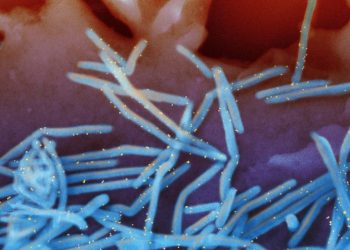 CDC issues simplified RSV vaccine guidance for seniors