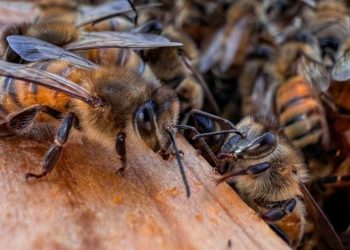 Honeybees can detect lung cancer in humans: Research