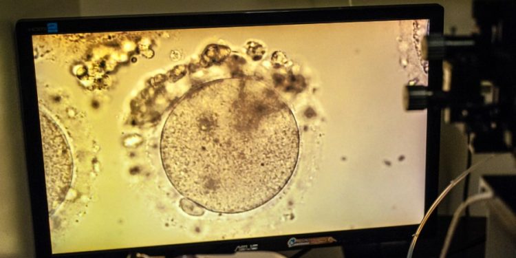 Senate sinks competing IVF bills: How did they differ?