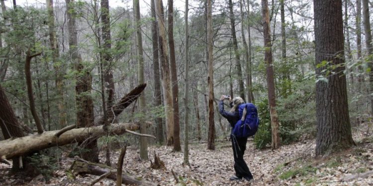 Hikers are infecting Virginia wildlife with COVID-19, study finds