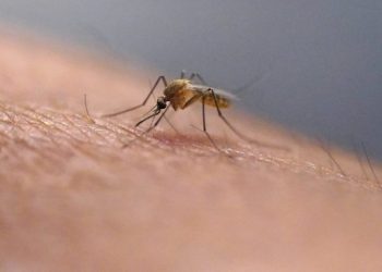 Florida officials issue dengue fever alert