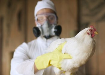3 new cases of possible bird flu reported in Colorado