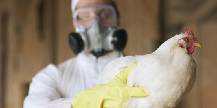 CDC investing $10M into bird flu response among farmworkers