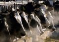 Fourth human bird flu case tied to dairy cow outbreak reported