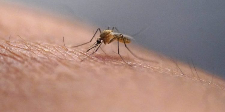 NH resident dies after testing positive for mosquito-borne virus