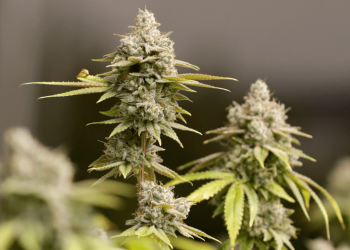 Slim majorities now say marijuana negatively impacts society, users: Gallup