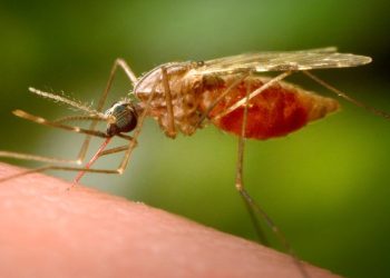 Deadly mosquito virus puts Mass. towns on high alert