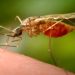 Deadly mosquito virus puts Mass. towns on high alert