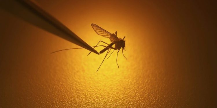 California faces ‘unprecedented’ local spread of dengue fever, possibly driven by climate change