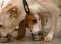 Dog food pulled from shelves nationwide: FDA
