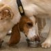 Dog food pulled from shelves nationwide: FDA