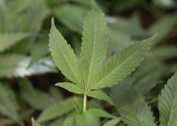 New report recommends larger role for CDC in cannabis public health policy