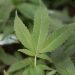New report recommends larger role for CDC in cannabis public health policy