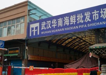 Study supports COVID-19 origin theory linked to Wuhan animal market