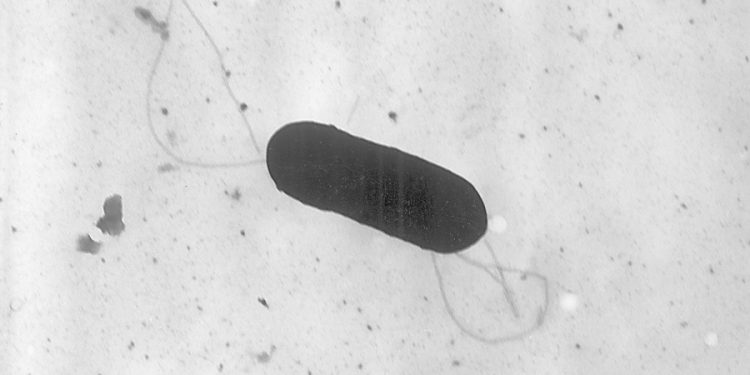 USDA lists over 150 schools that may be affected by listeria recall