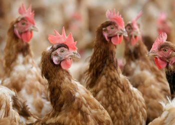 Bird flu infects four in Washington state; CDC deploys team
