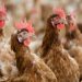 Bird flu infects four in Washington state; CDC deploys team