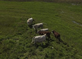 Mexican cattle imports suspended after New World screwworm detected