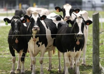 CDC calls for expanded bird flu testing among farm workers