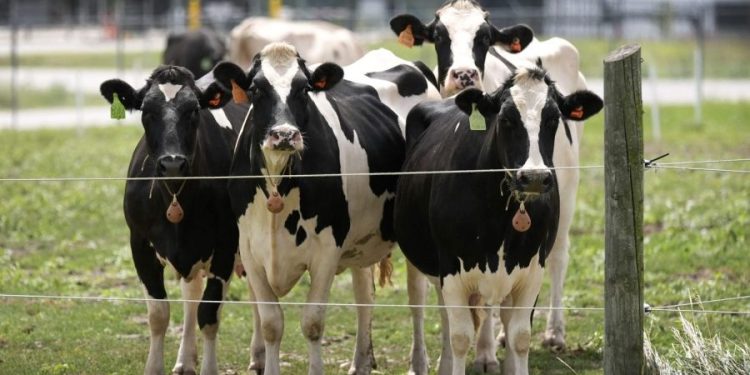 CDC calls for expanded bird flu testing among farm workers