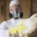Bird flu confirmed in child for first time in US: CDC