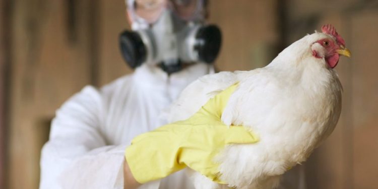 Bird flu virus in Louisiana patient likely mutated to be more transmissible, CDC says