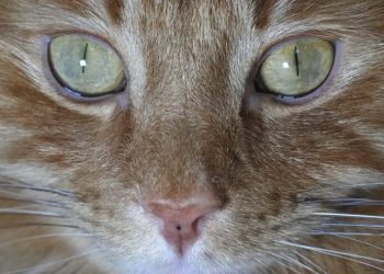 Washington state warning pet owners after bird flu confirmed in 2 indoor cats