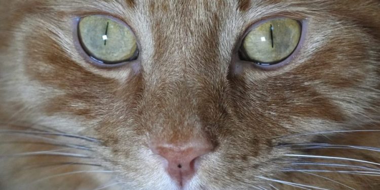 Washington state warning pet owners after bird flu confirmed in 2 indoor cats