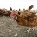 Mississippi reports first outbreak of highly pathogenic bird flu strain in US since 2017
