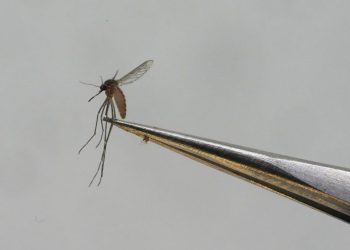 CDC issues dengue fever warning for spring, summer travelers