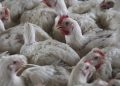 H5N1 bird flu spread ‘unprecedented,’ UN agency warns